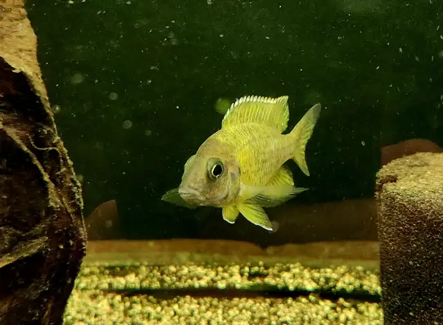 sunshine peacock males 3'-4' - Photo 4