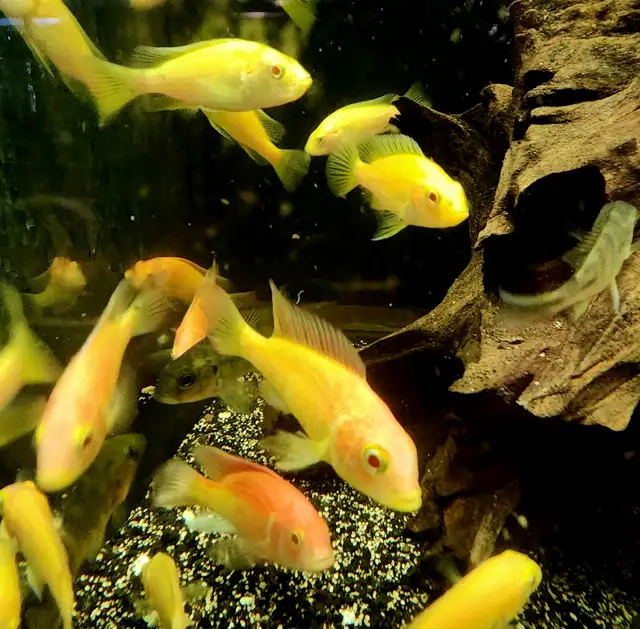 Albino flameback cichlids 2'-3'