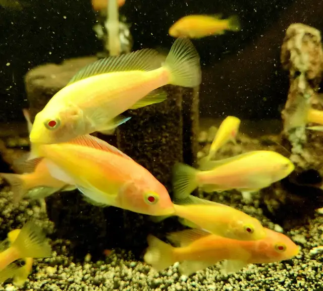 Albino flameback cichlids 2'-3' - Photo 2