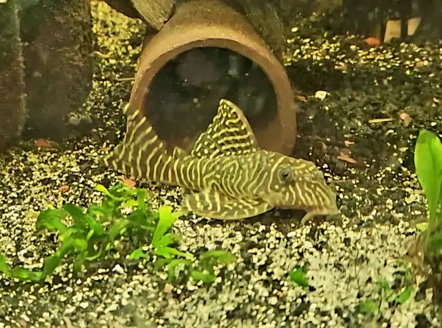 L333 plecos 3'-4' yellow morph & black/white