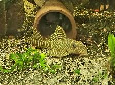 L333 plecos 3'-4' yellow morph & black/white