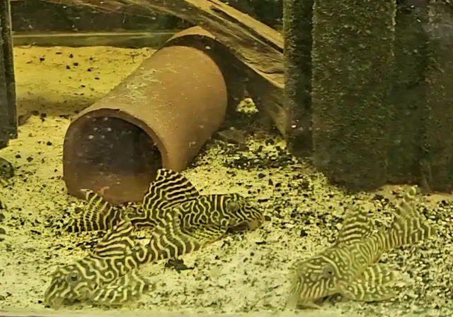 L333 plecos 3'-4' yellow morph & black/white - Photo 2