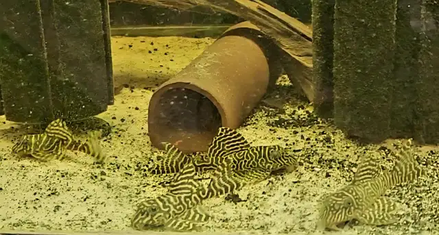 L333 plecos 3'-4' yellow morph & black/white - Photo 3