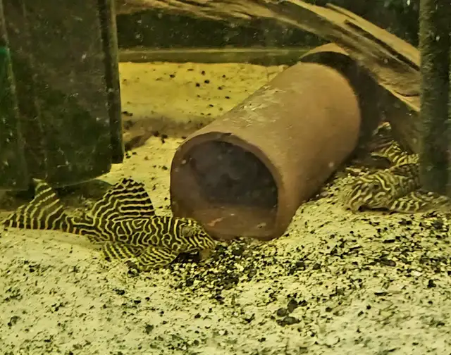 L333 plecos 3'-4' yellow morph & black/white - Photo 4