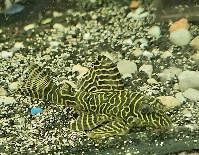L333 plecos 3'-4' yellow morph & black/white - Photo 6