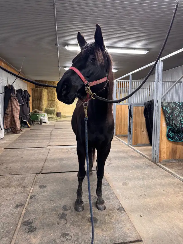 trail horse / games horse QH x Mare