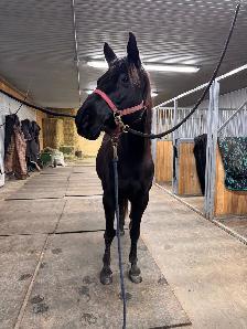 trail horse / games horse QH x Mare