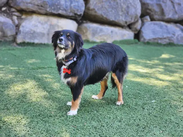 Australian Shepherd, Berger australien - Photo 2