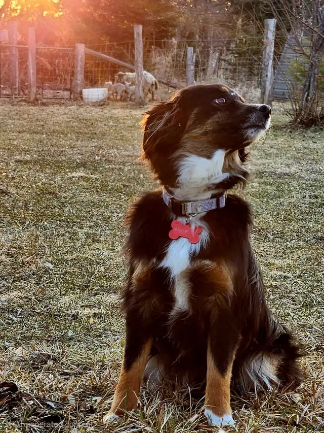Australian Shepherd, Berger australien - Photo 3