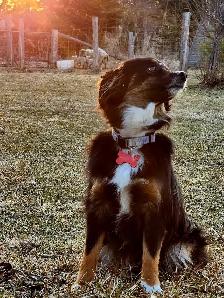 Australian Shepherd, Berger australien - Photo 3