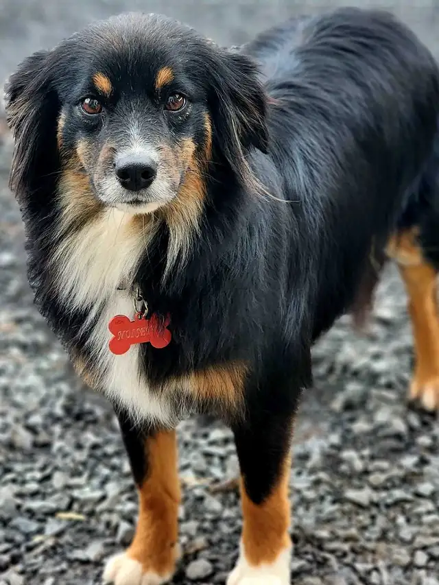 Australian Shepherd, Berger australien - Photo 4