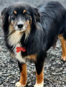 Australian Shepherd, Berger australien - Photo 4