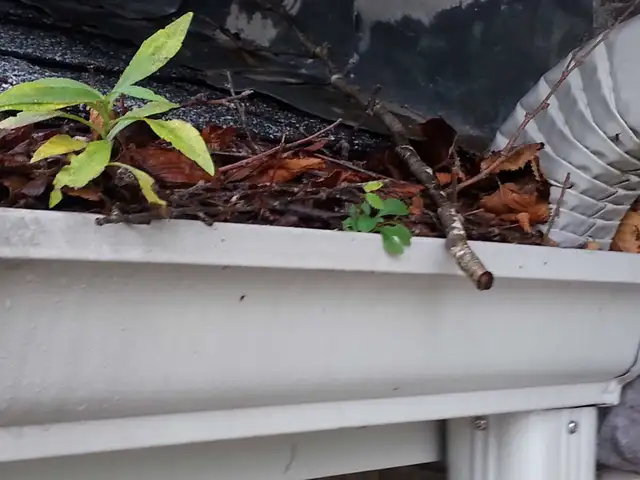 Gutter Cleaning & Power Washing – 45  Years Experience