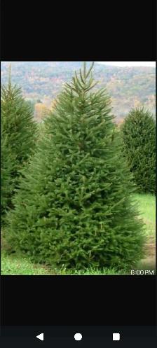 looking for EXPERIENCE landscaper CASH PAID