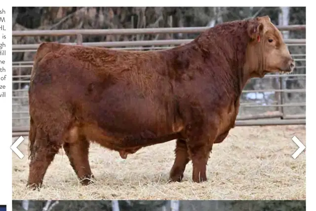 Yearling  Polled Red Simmental Bull