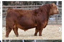 Yearling  Polled Red Simmental Bull