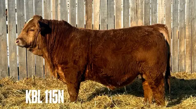 Yearling  Polled Red Simmental Bull - Photo 2