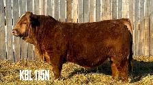 Yearling  Polled Red Simmental Bull - Photo 2