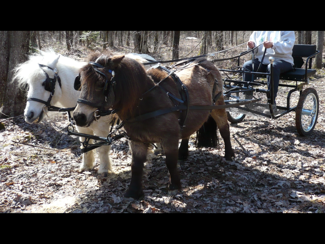 Selky pour chevaux miniatures ou poneys
