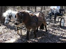 Selky pour chevaux miniatures ou poneys