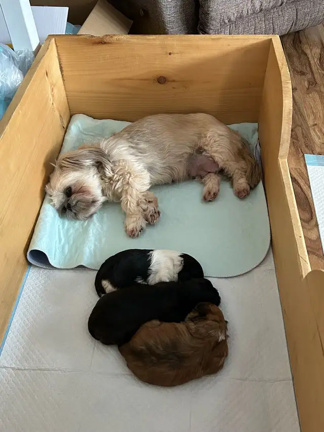 Beautiful Shihtzu & Shihtzu/Yorkie Puppies