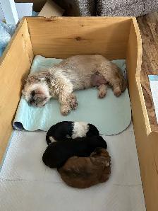 Beautiful Shihtzu & Shihtzu/Yorkie Puppies