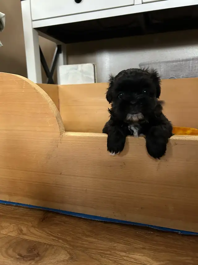 Beautiful Shihtzu & Shihtzu/Yorkie Puppies - Photo 2