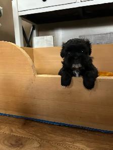 Beautiful Shihtzu & Shihtzu/Yorkie Puppies - Photo 2