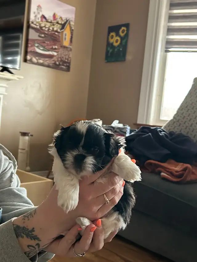 Beautiful Shihtzu & Shihtzu/Yorkie Puppies - Photo 3