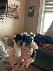 Beautiful Shihtzu & Shihtzu/Yorkie Puppies - Photo 3