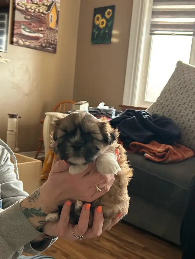 Beautiful Shihtzu & Shihtzu/Yorkie Puppies - Photo 4