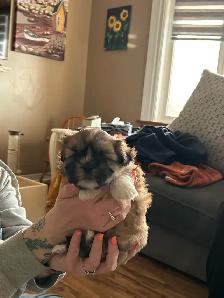 Beautiful Shihtzu & Shihtzu/Yorkie Puppies - Photo 4
