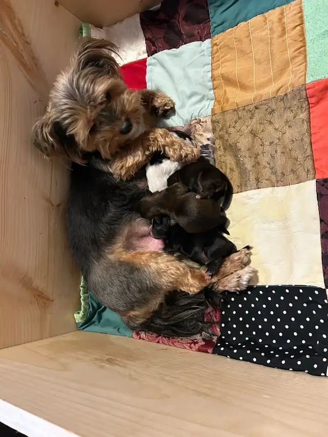 Beautiful Shihtzu & Shihtzu/Yorkie Puppies - Photo 5