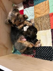 Beautiful Shihtzu & Shihtzu/Yorkie Puppies - Photo 5