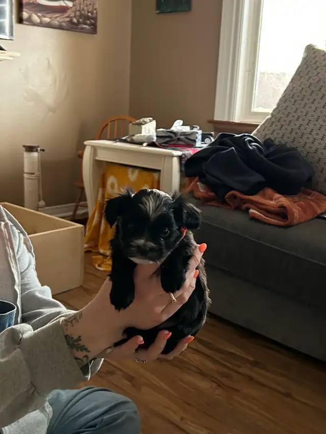 Beautiful Shihtzu & Shihtzu/Yorkie Puppies - Photo 6