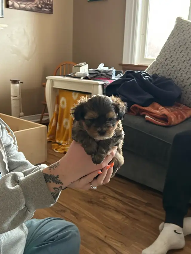 Beautiful Shihtzu & Shihtzu/Yorkie Puppies - Photo 7