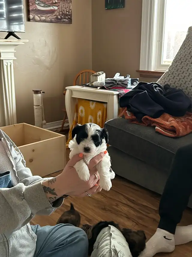 Beautiful Shihtzu & Shihtzu/Yorkie Puppies - Photo 8