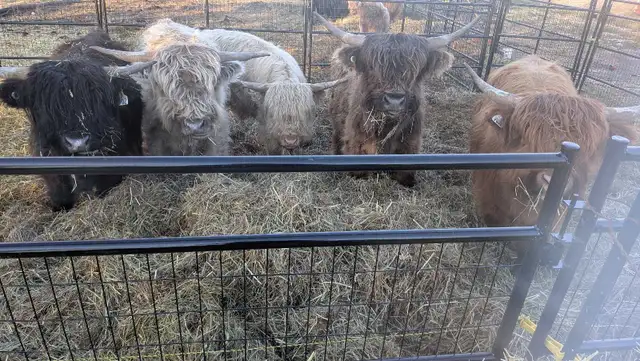 bulls looking for a new home