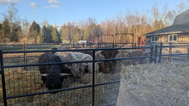 bulls looking for a new home - Photo 2