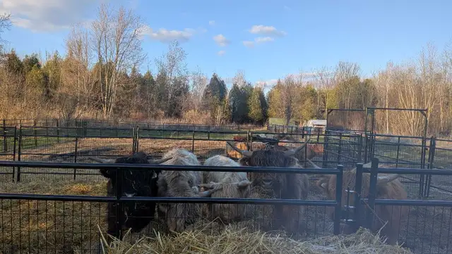 bulls looking for a new home - Photo 3