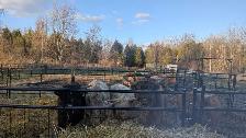 bulls looking for a new home - Photo 3