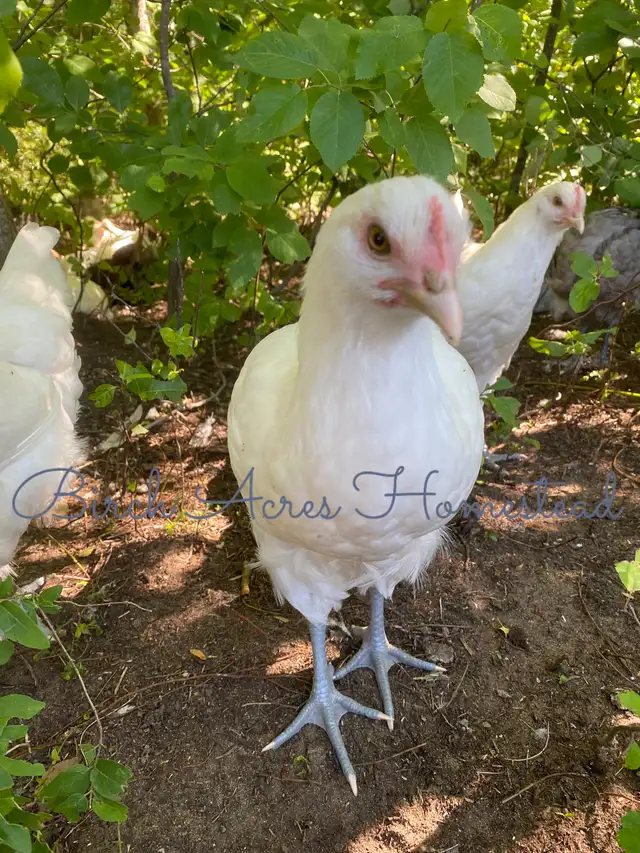Canadian Bresse Hatching Eggs and Chicks - Photo 3