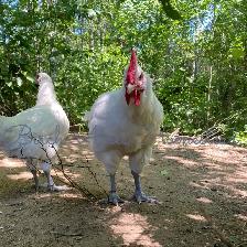 Canadian Bresse Hatching Eggs and Chicks - Photo 4