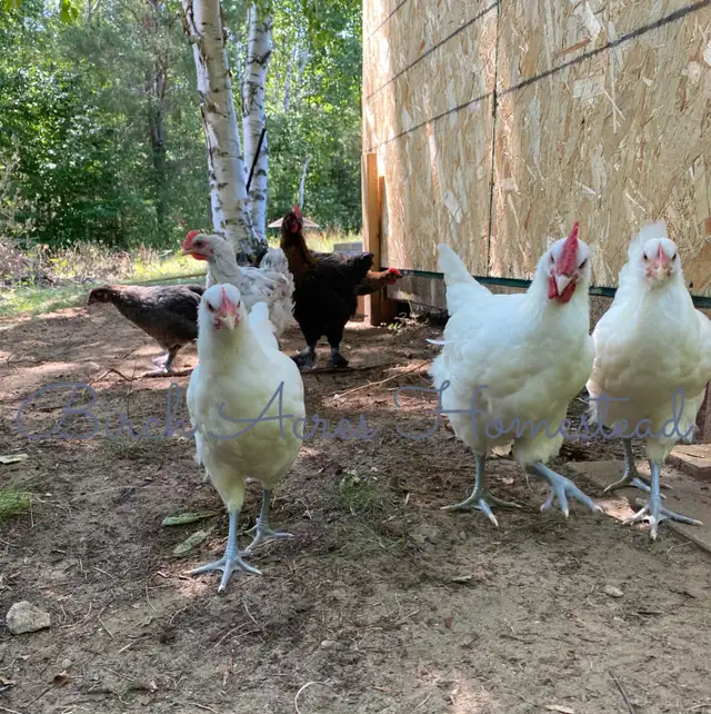 Canadian Bresse Hatching Eggs and Chicks - Photo 5