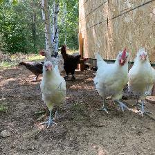 Canadian Bresse Hatching Eggs and Chicks - Photo 5