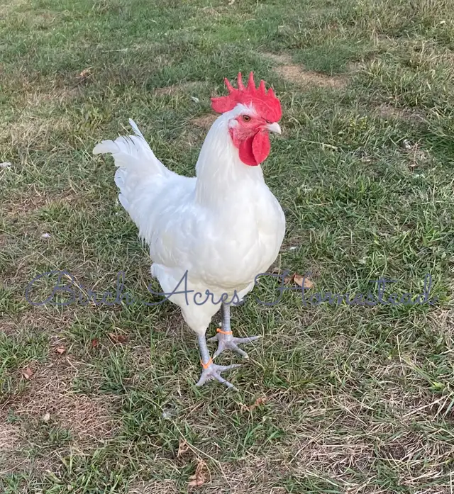 Canadian Bresse Hatching Eggs and Chicks - Photo 8