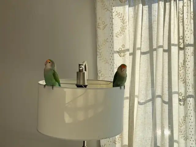 A pair of Lovebirds - Photo 2