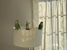 A pair of Lovebirds - Photo 2