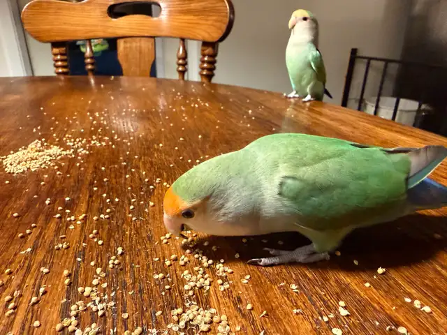 A pair of Lovebirds - Photo 3