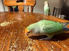 A pair of Lovebirds - Photo 3